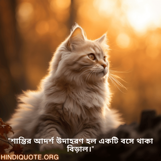 "শান্তির আদর্শ উদাহরণ হল একটি বসে থাকা বিড়াল।"